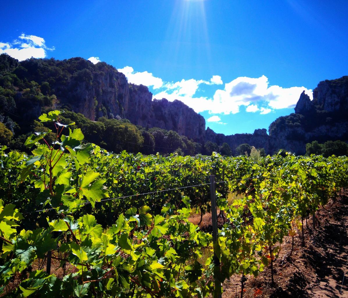 Balade dans les vignes