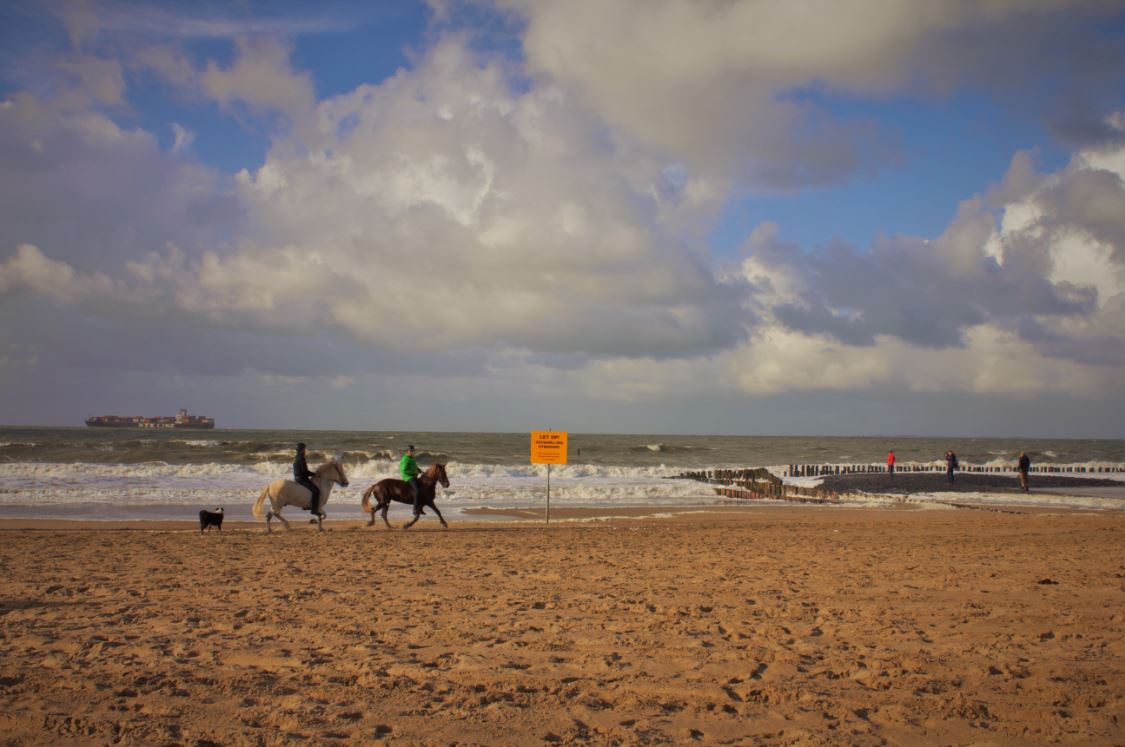 cavaliers bord de mer