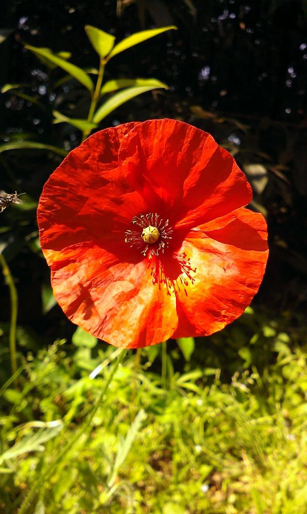 Coquelicot, Poppy