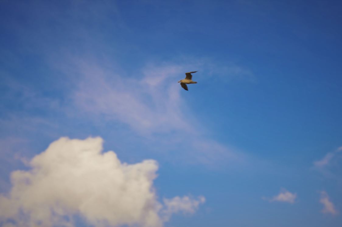 mouette rieuse