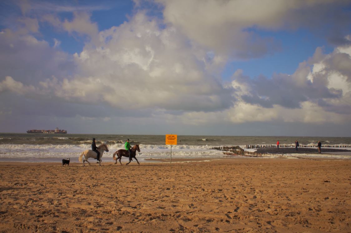 Cavaliers en bord de mer